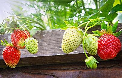 Epic圣诞每日喜加一更新 免费领取《吸血鬼》